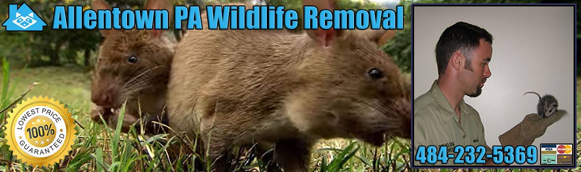 Allentown Wildlife and Animal Removal